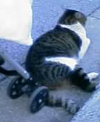 ねこ