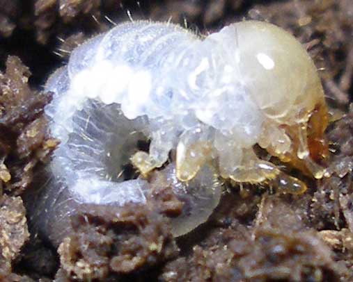 ※アウラタ幼虫