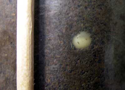 ※ノコギリクワガタ卵