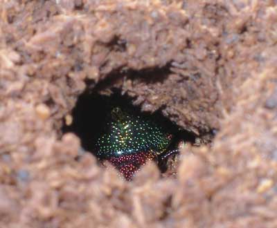 ※アウラタキンイロクワガタ♀