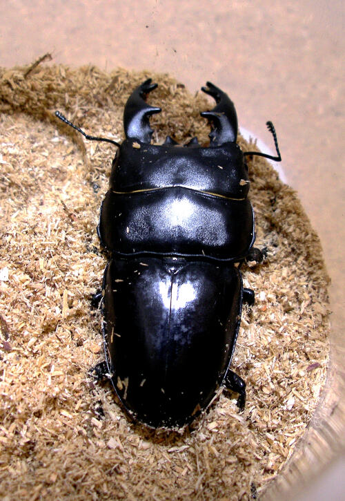 アルキデスヒラタクワガタ001.JPG