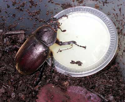 ※ちっちゃなカブトムシ♀