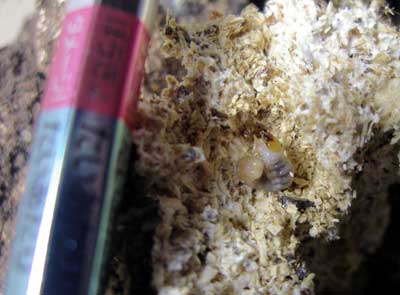 ※ノコギリクワガタ初令幼虫