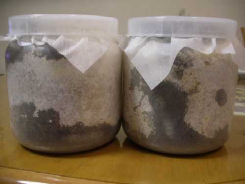 ニジイロ３令幼虫