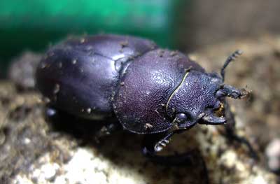 ※ノコギリクワガタ♀