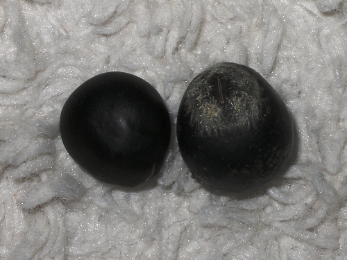 ※木の実の中身