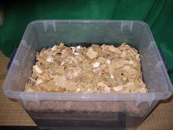 産卵セット、メス移動後