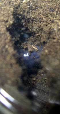 ※デレッセルツヤクワガタ幼虫