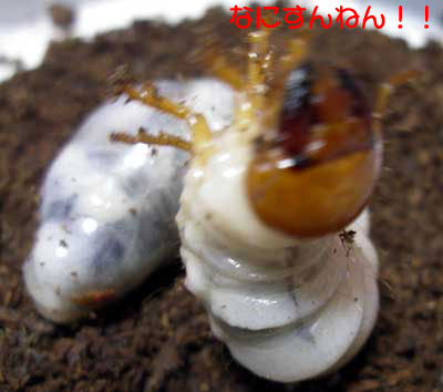 ※デレッセルツヤクワガタ３令幼虫