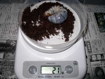 ※デレッセル３令幼虫計測