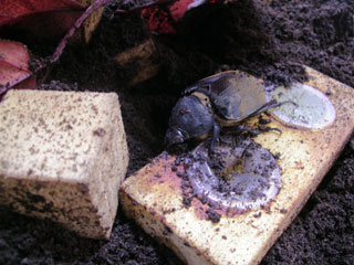 孵化後半年のエレファス(メス)