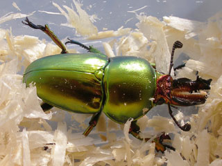 アウラタ、大きめのオス