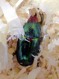 アウラタのメス