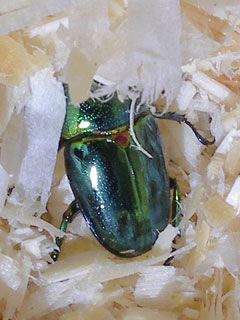 アウラタのメス