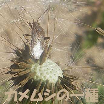 カメムシの一種