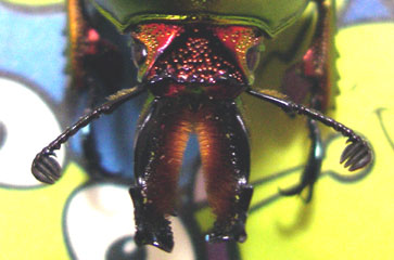 アウラタのオスの顔