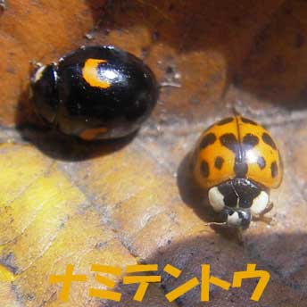 ナミテントウ