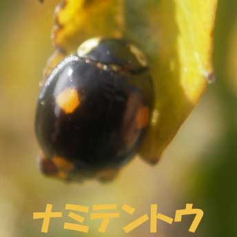 ナミテントウ