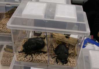 ラミレスゾウカブト