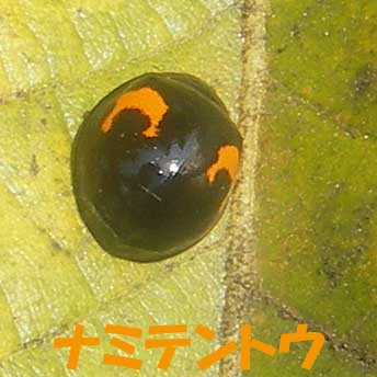 ナミテントウ