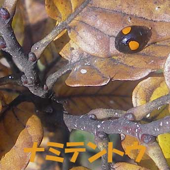 ナミテントウ