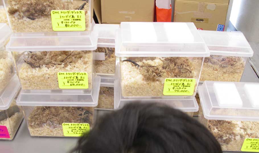 トリニダ高い‥