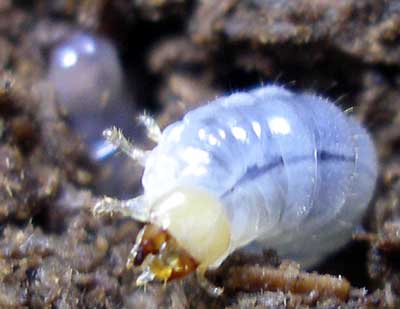 ※アウラタ幼虫