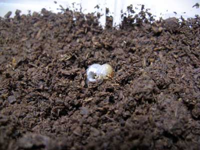 ※アウラタ幼虫