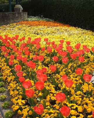 デンパーク　黄色い花壇　パンジーとオレンジ色のチューリップ.jpg