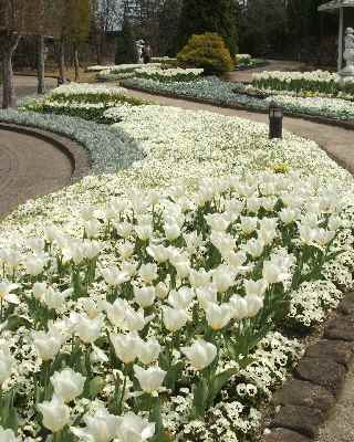 デンパーク　白い花壇　パンジーとチューリップ.jpg