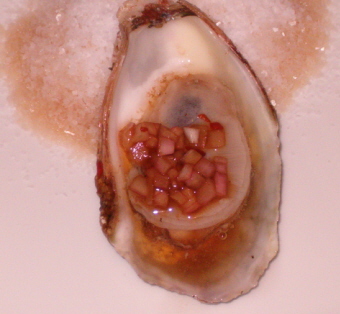 oyster 05