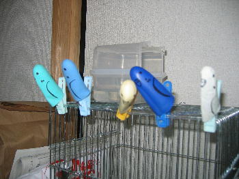 あやし軍団、隊列乱れる。