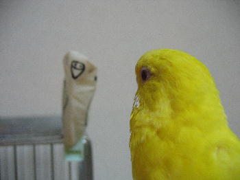 勝ち誇るちょこぼ