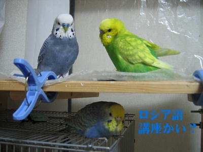 すう先生のロシア語講座