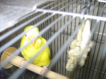 かじりーず　ワンランク上