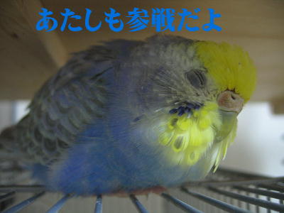 あやめ姐さんご出陣