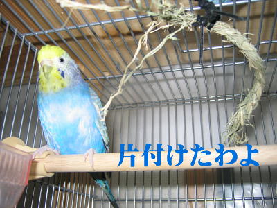 あやめ姐さん、フィニッシュ！