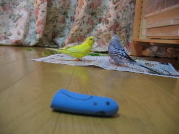 横たわるブルーノ