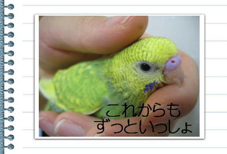 リョクちゃん成長記