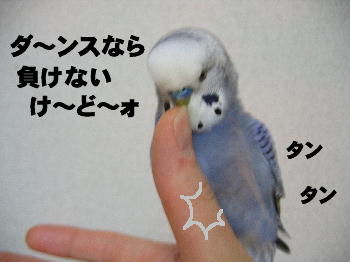 歌って踊るインコ