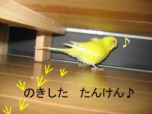 のきしたたんけん