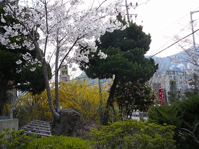 朝鮮の春