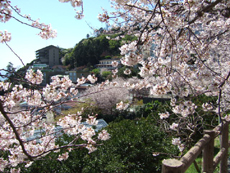 熱川温泉　桜