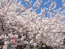 熱川　桜