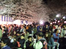 伊豆　熱川温泉　夜桜祭り風景