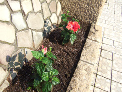 熱川海岸　ハイビスカス２