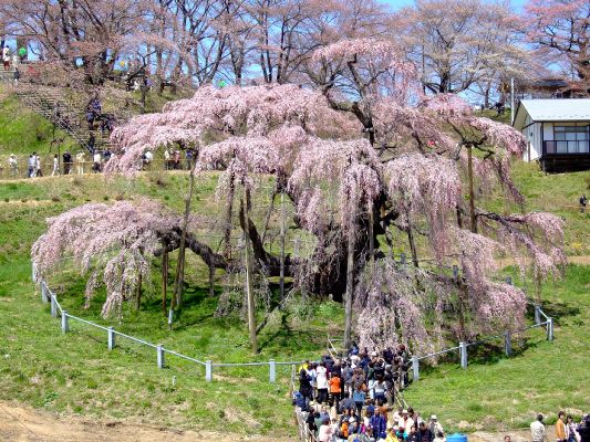 三春滝桜a.jpg