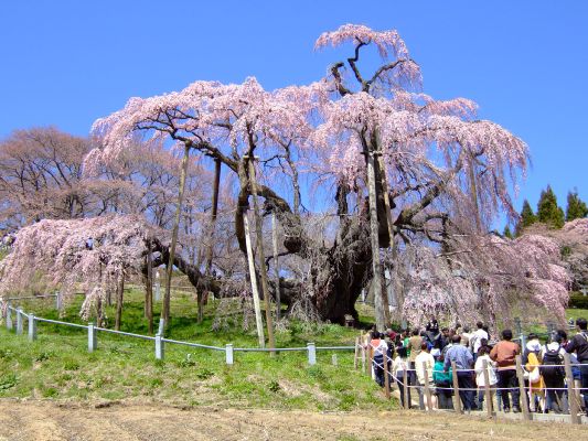 三春滝桜b.jpg