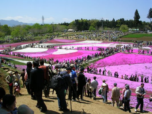 秩父芝桜の丘a.jpg