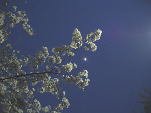 夜桜と月２.JPG